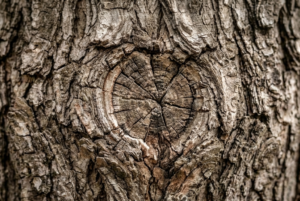 Lire la suite à propos de l’article La cicatrice de l&rsquo;arbre : ce que le compartimentage enseigne à la thérapie